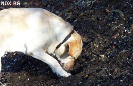 Обучение на кучета за търсене на трюфели | Услуги | Варна