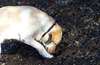 Обучение на кучета за търсене на трюфели | Услуги  - Варна - image 0