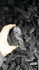 Дървени въглища за барбекю | Други  - Варна - image 6
