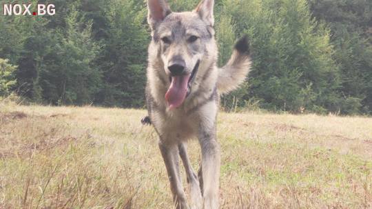 Чехословашки вълчак с родословие | Кучета | Ловеч