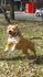 Бебета Американски Стафордшир Териер | Кучета  - Перник - image 0