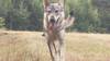 Чехословашки вълчак с родословие | Кучета  - Ловеч - image 0