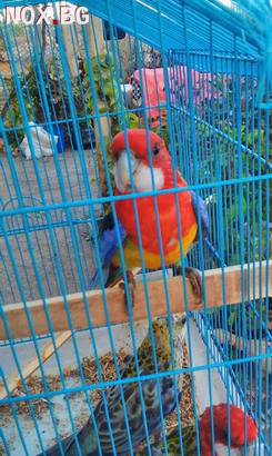 Папагали Пъстра Розела | Птици | Търговище