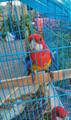 Папагали Пъстра Розела-Птици