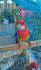 Папагали Пъстра Розела | Птици  - Търговище - image 0