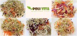 Здравословни салати от кълнове „ВИТА ПРИМ“-Био продукти