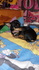 Мъжко мини пинчер | Кучета  - Сливен - image 2