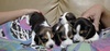 Продават се кучета порода Бигъл | Кучета  - Стара Загора - image 1