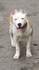 Питбули | Кучета  - Велико Търново - image 6