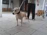 Питбули | Кучета  - Велико Търново - image 2