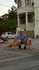 Питбули | Кучета  - Велико Търново - image 4