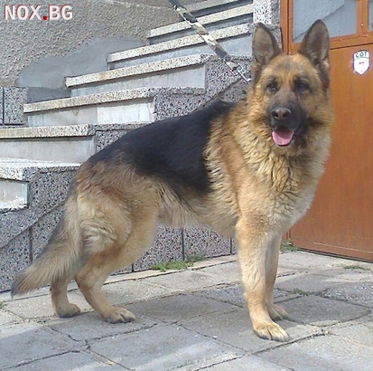 Продавам чистокръвно мъжко кученце порода немска овчарка | Кучета | Пловдив