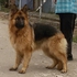 Продавам чистокръвно мъжко кученце порода немска овчарка | Кучета  - Пловдив - image 3