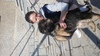 Продавам чистокръвно мъжко кученце порода немска овчарка | Кучета  - Пловдив - image 1