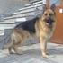 Продавам чистокръвно мъжко кученце порода немска овчарка | Кучета  - Пловдив - image 0