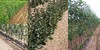 Овощни дръвчета - 10плюс1 - гр. Варна | Дом и Градина  - Варна - image 0