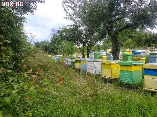 Започнахме записване  за  пчелни отводки за 2017 г. | Други Любимци | София-град