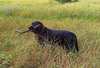 Мъжки лабрадор търси женски лабрадор | Кучета  - Пловдив - image 0