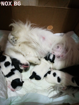 Малки бебета японски хинчета | Кучета | Ловеч