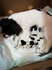 Малки бебета японски хинчета | Кучета  - Ловеч - image 1