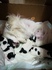 Малки бебета японски хинчета | Кучета  - Ловеч - image 0