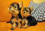 Продавам две сладки, малки, пухкави Йоркита-Кучета