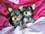 Продавам две сладки, малки, пухкави Йоркита | Кучета  - София-град - image 9