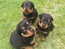 Най-сладките ротвайлерчета - 7 женски и 4 мъжки | Кучета  - София - image 0