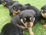 Най-сладките ротвайлерчета - 7 женски и 4 мъжки | Кучета  - София - image 6
