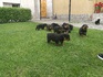 Най-сладките ротвайлерчета - 7 женски и 4 мъжки | Кучета  - София - image 7