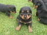 Най-сладките ротвайлерчета - 7 женски и 4 мъжки | Кучета  - София - image 2