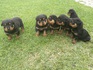 Най-сладките ротвайлерчета - 7 женски и 4 мъжки | Кучета  - София - image 4