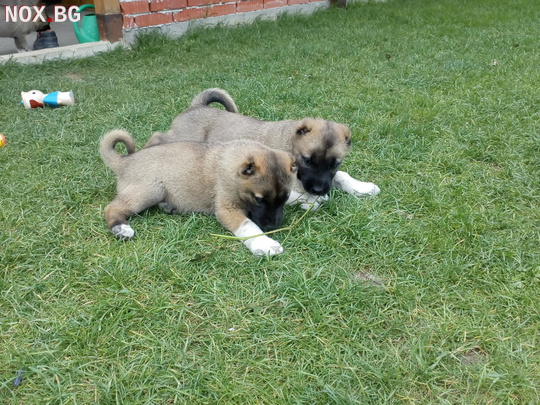 Малки кученца турски кангал | Кучета | Кюстендил