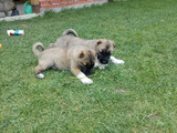 Малки кученца турски кангал-Кучета