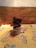 Йоркширски териери - мини продавам | Кучета  - Габрово - image 4