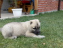 Малки кученца турски кангал | Кучета  - Кюстендил - image 2