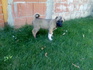 Малки кученца турски кангал | Кучета  - Кюстендил - image 3