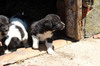 Кученца каракачанска овчарка, 150 лв. | Кучета  - Велико Търново - image 1