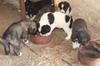 Кученца каракачанска овчарка, 150 лв. | Кучета  - Велико Търново - image 4