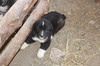 Кученца каракачанска овчарка, 150 лв. | Кучета  - Велико Търново - image 5
