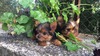 Продавам йоркширски териери - мини | Кучета  - Габрово - image 3