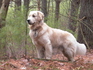 Голдън ретривър кученца | Кучета  - Перник - image 6