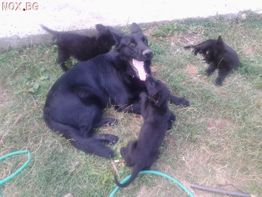 Малки кученца порода канадски вълк ( черна немска овчарка ) | Кучета | София-град