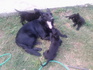 Малки кученца порода канадски вълк ( черна немска овчарка ) | Кучета  - София-град - image 0