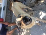 Продавам кученца- турски кангал | Кучета  - Стара Загора - image 8