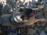 Продавам кученца- турски кангал | Кучета  - Стара Загора - image 1