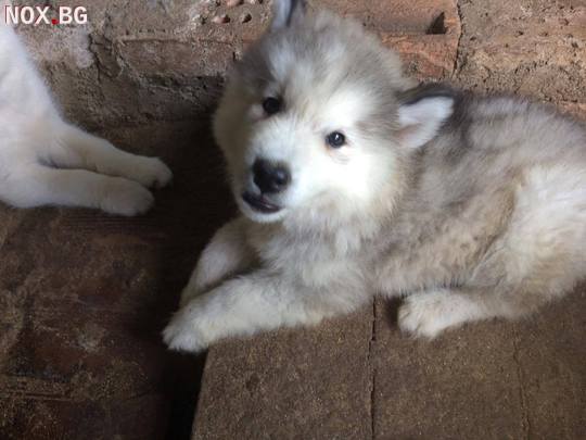 Сибирско хъски | Кучета | Бургас