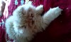Персийски котки. | Котки  - Враца - image 5