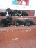 Подаряват се 8 непородисти кученца | Кучета  - Варна - image 0