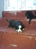 Подаряват се 8 непородисти кученца | Кучета  - Варна - image 2